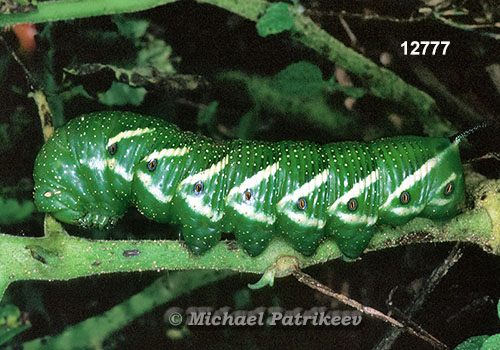 Manduca quinquemaculata